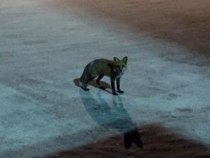 По Якутску гуляют дикие животные