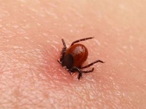 Клещи покусали четверых жителей Якутии