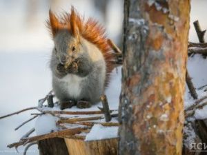 В Якутске потеплеет до -1°