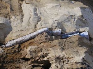 Фотофакт: В Якутске нашли древнее дерево