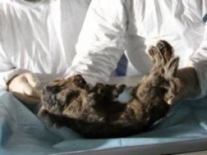 Ученые определили возраст найденных в Якутии пещерных львят