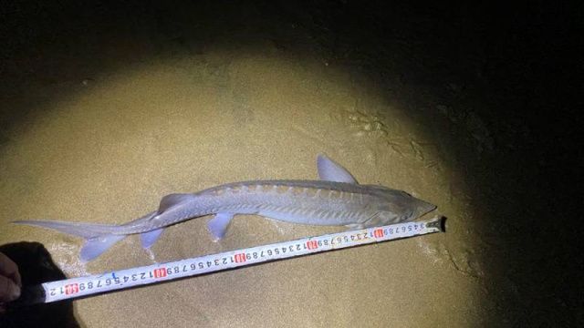 Житель Кобяйского улуса незаконно выловил девять осетров на 1,5 миллиона рублей. Рыбу выпустили обратно в реку