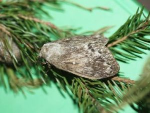 В четырех улусах Якутии запрещают сбор ягод и грибов на участках, обработанных химией от шелкопряда