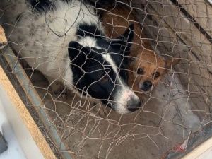 67 собак отловили за неделю в Якутске