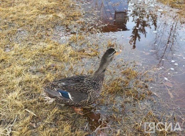 Стартует весенняя охота с подсадной уткой