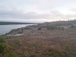 В поселке Черский у жилого дома заметили медведя
