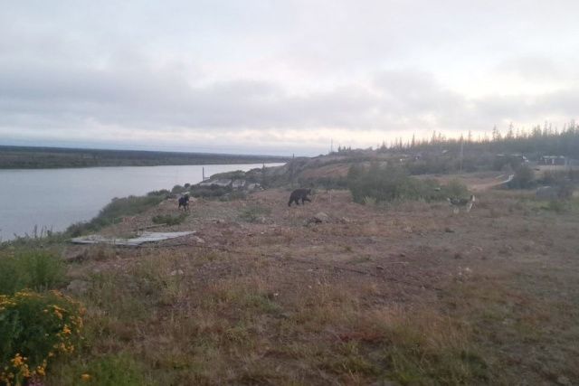 В поселке Черский у жилого дома заметили медведя