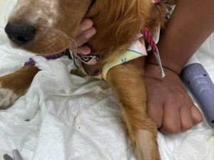 В Якутии щенок проглотил игрушку-антистресс и попал на хирургический стол