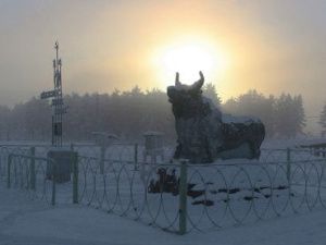 У якутского Быка холода вырос первый рог
