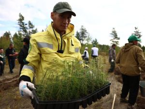 Сохраним лес: В пригороде Якутска высадили более тысячи саженцев деревьев