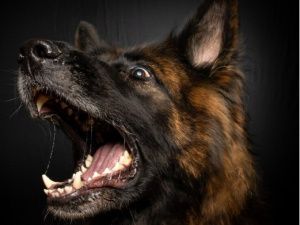 В Кобяйском улусе с владельца собаки, которая укусила ребенка, суд взыскал 35 тысяч рублей