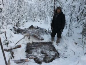 Браконьер незаконно убил двух лосей