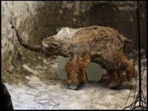 Сергей Местников рассмотрел вопросы создания Всемирного центра мамонта в Якутии