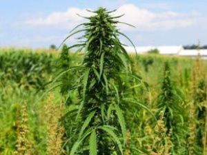 Жителю Сунтар грозит срок за сбор конопли