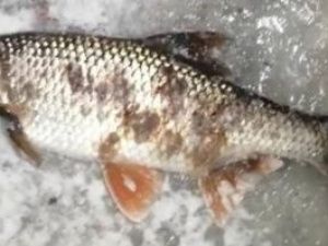 Рыбу с язвами из реки Мархи проверят на тяжелые металлы