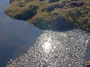 Минэкологии заинтересовлось массовой гибелью рыб на озере Хампах
