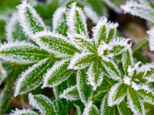 В Центральной Якутии при прояснении ожидаются заморозки до -2 градусов