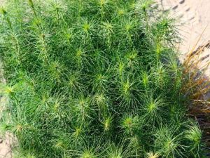 Сотрудники уголовно-исполнительной инспекции УФСИН приняли участие во Всероссийском экологическом субботнике «Зеленая Россия»