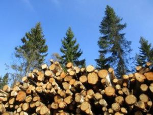 В Якутии вырубили 600 деревьев