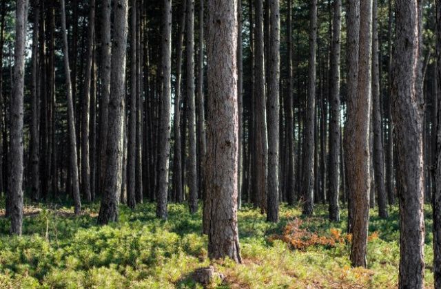 В Сунтарском улусе пропал охотник