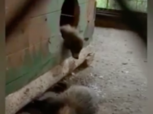 В якутском зоопарке на глазах у посетителей скончались двое животных