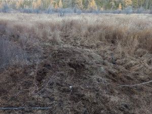 Разорванную тушу медведя обнаружили в пяти км от села в Верхневилюйском районе Якутии