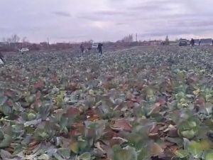 Хозяйство Эм средь бела дня подверглось массовому грабежу
