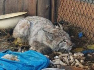 Дикая рысь, которая забрела в якутское село, находится на карантине