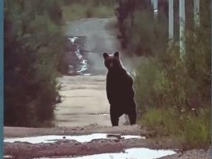Ложные видео о медведях наносят ущерб репутации Якутии