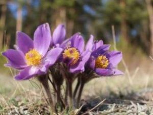 Сегодня в Якутии отмечают День подснежника