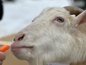 Иппотерапия и отдых в апидомиках: семья из Вилюйского района открыла уникальную экоферму