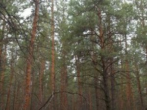 УФАС усмотрел нарушение антимонопольного законодательства в закрытии кладбища в Якутске