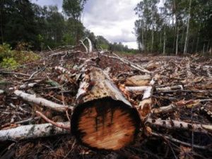 Якутская природоохранная прокуратура о запрете сплошных рубок с 1 июля