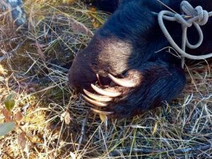 В Якутии устанавливаются обстоятельства гибели охотника: Предварительно, медведь пробрался в избушку