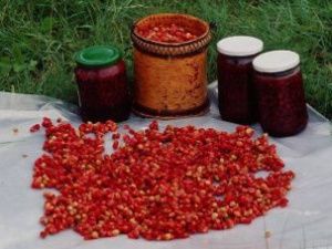 Минэкологии Якутии установило сроки сбора ягод и плодов