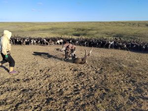Оленевод с 28-летним стажем Роман Туприн: «Мы приобщаем детей к оленеводству с малого возраста»