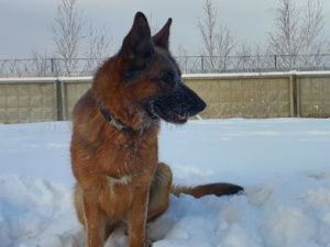 Служебная собака Дэя помогла задержать преступника, ранившего ножом собутыльника