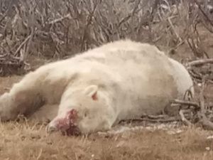 Айсен Николаев поручил найти браконьеров, убивших белого медведя