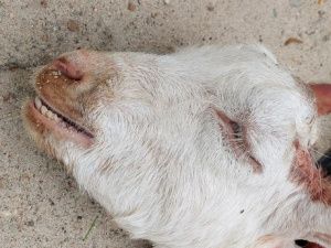 В мини-зоопарке Якутска неизвестные отравили козу — Телеграм