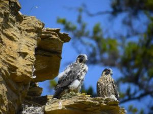 В нацпарке «Ленские Столбы» ученые изучат особенности краснокнижного сокола-сапсана