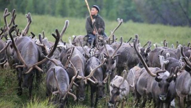 Айсен Николаев учредил День оленевода в Республике Саха (Якутия)