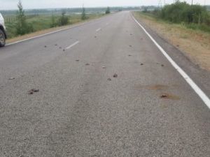 Массовая гибель воробьев в Якутске, скорее всего, связана с отравлением