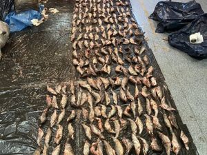 В Якутии двое браконьеров предстанут перед судом за вылов 579 рыб в Индигирке