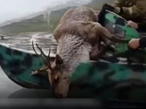 В Якутии спасли застрявшего в проталине оленя