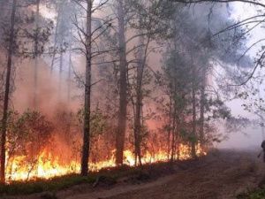 Мирнинское управление автомобильных дорог АЛРОСА способствовало лесным пожарам