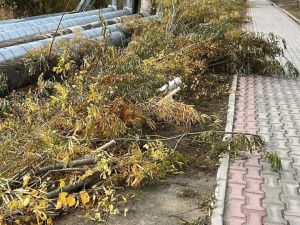 Якутская ТЭЦ уничтожила деревья