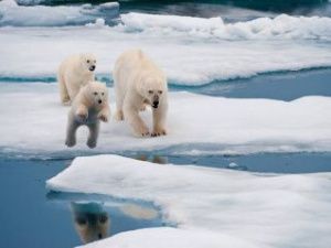 Ученые организуют экспедицию для исследования популяции белых медведей на севере Якутии