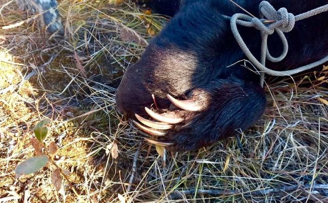В Якутии устанавливаются обстоятельства гибели охотника: Предварительно, медведь пробрался в избушку