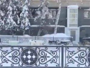 Видеофакт: мужчина передвигается по Якутску на собачьей упряжке