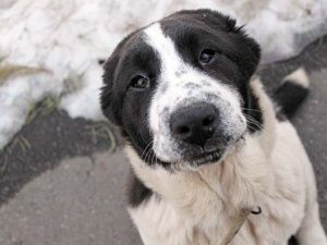 Житель Якутска изувечил собаку из чувства ненависти к породе Алабай